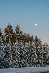 the moon in winter above the fir trees covered with white snow