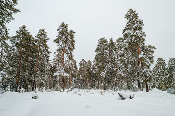 a pine forest covered with white snow in winter