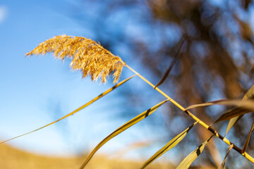 Macro shot of a single golden reed plume against a blurred blue sky background