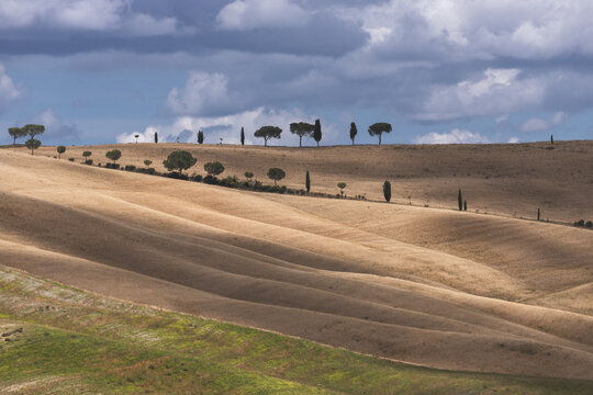 View of sun-drenched golden fields ripple under a dramatic sky, dotted with cypress trees and green patches, painting a serene landscape, San Quirico d'Orcia, Tuscany, Italy.