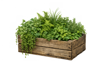 Wooden crate planter with various green plants and mixed herbs, creating a beautiful home garden or rustic decoration