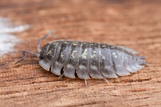 Close-up of Oniscus asellus Woodlouse, Pill Bug on Wooden Surface Illustrates Nature's Hidden Wonders and Intricate Details