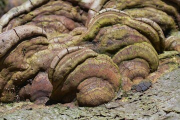 Closeup on a painters mushroom, Ganoderma applanatum on a tree-trunk