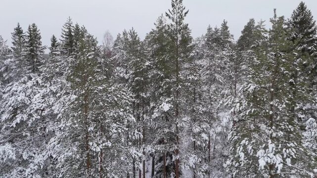 Aerial flyby right to left over snow covered pine forest