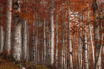 View of autumn's fiery embrace ignites the forest with vibrant orange leaves against the stark, pale tree trunks, a dance of color and light, Subiaco, Lazio, Italy.