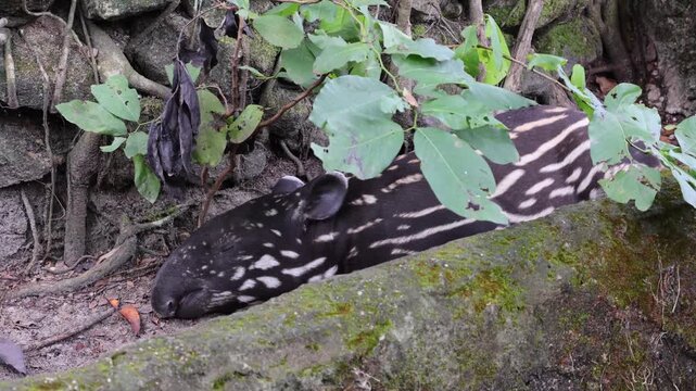 Footage of an adorable baby Malayan Tapir napping tightly under the tree