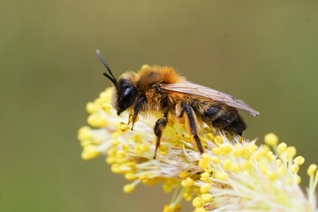 Closeup on a female of the endangered Large Sallow mining bee, Andrena apicata on a willow catkin in the spring