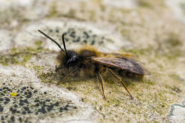 Obraz premium Detailed closeup on a male Large Sallow mining bee, Andrena apicata