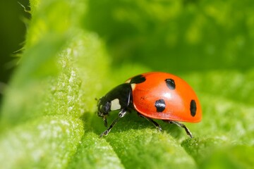 Fototapeta premium Close-up of a Ladybug on a Vibrant Green Leaf in its Natural Habitat, Detail of Insect and Leaf Texture, Brightness