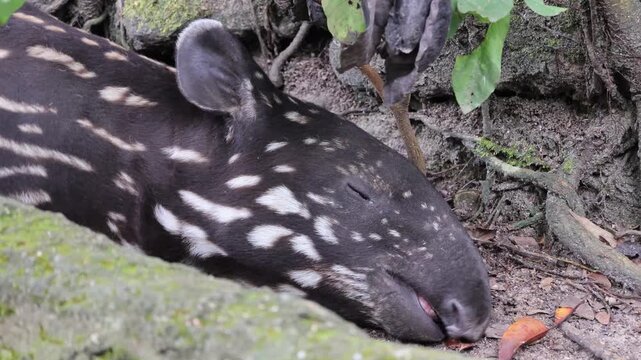 Footage of a cute baby Malayan Tapir moving her nose during an active sleep at noon