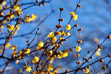 埼玉県花と緑の振興センター　青空に向かって咲き乱れる蝋梅の花