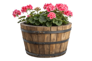 Pink Geranium Flowers in Rustic Wooden Barrel Planter Isolated on White