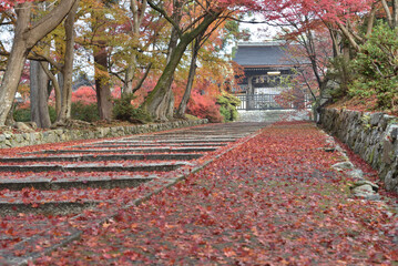 毘沙門堂　モミジに囲まれる薬医門(京都市山科区)