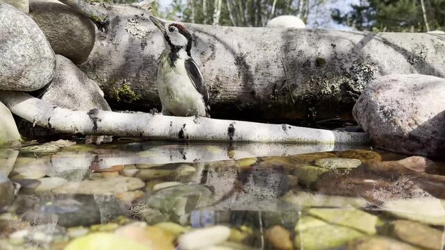 Great spotted woodpecker (Dendrocopos major) drinking water from a pond in the forest