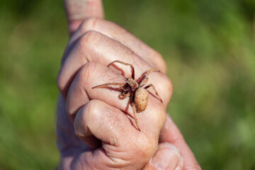 Daytime macro view of a huntsman spider resting on a man hand at an outdoor location, Australia.