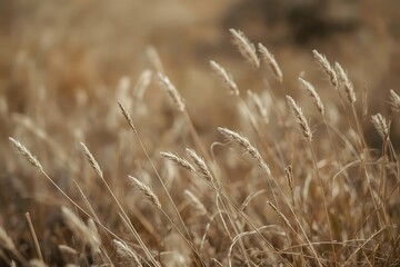 Fototapeta premium Generative AI Depiction of Wind-Swept Field of Tall Grasses in Golden Hour Lighting serenity
