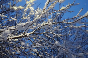 Snow-covered walnut trees. Heavy canopy. Winter storm. Climate change. Weather forecast. Cyclone with snowfall, clouds snow cover formation. Walnut plant Juglans Juglandaceae. Sremska Mitrovica Serbia