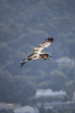 View of a bird with outstretched wings soars against a backdrop of soft blues and greens, its beak open in mid-flight, Nice, France.
