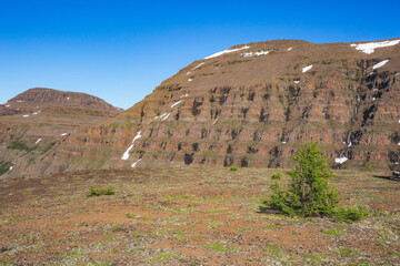 Young fir trees on Putorana Plateau landscape, Taimyr. Russia