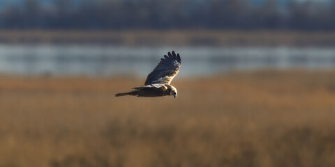 Western Marsh Harrier in the morning light in the Camargue