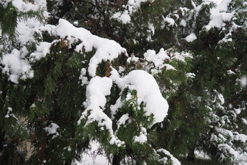 Thuja, Thuya or Life Tree, genus of coniferous gymnosperms in cypress family Cupressaceae. Horticulture as ornamental foliage plant. Snow-covered pine trees under heavy canopy. Winter storm in Serbia.