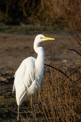 Little Egret in the morning light in the Camargue