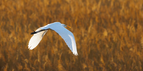 Little Egret in the morning light in the Camargue