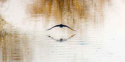 Great Cormorant in the morning light in the Camargue