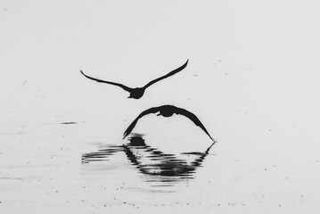 Great Cormorant in the morning light in the Camargue
