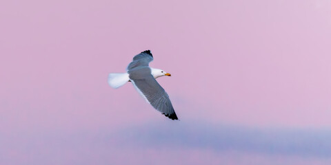 Great Black-backed Gull in the evening light in the Camargue