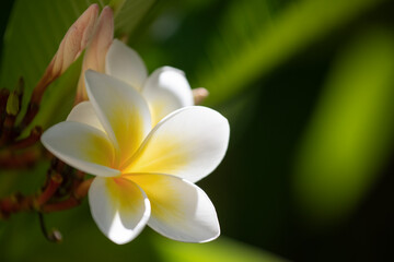 Obraz premium Gros plan sur une fleur de plumeria alba