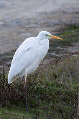 Heron in the morning light in the Camargue