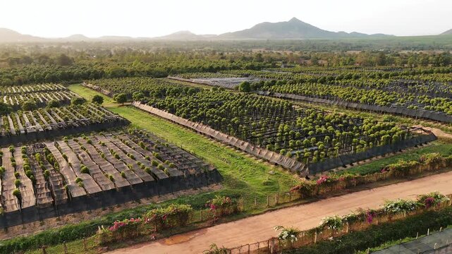 Aerial view of a kampot pepper plantation with lush green vines growing in organized rows. A famous agricultural landscape in cambodia.