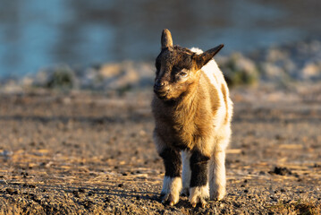 Close-up of a goat in the Camargue