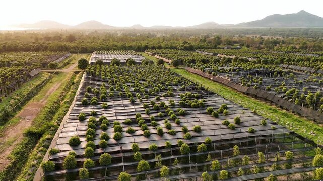 Aerial view of a pepper plantation in kampot, cambodia. Lush green piper plants growing in rows. A famous agricultural landscape in cambodia.