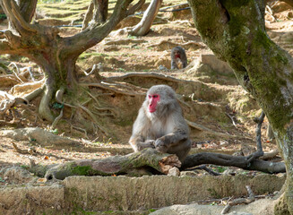 View of macaque monkeys, one with a striking red face, perched amongst the gnarled roots and sun-dappled earth of a forest floor, Unnan, Shimane, Japan.