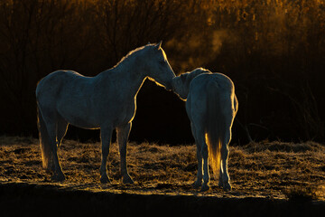 Close-up of a horse in the Camargue
