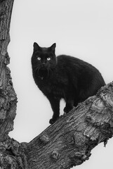 close-up of a cat in the Camargue