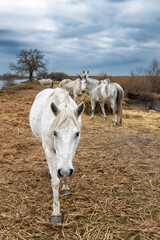Close-up of a horse in the Camargue