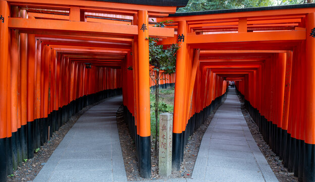 View of vibrant orange torii gates lining stone pathways, creating a tunnel-like effect with lush greenery peeking through, Kyoto, Kyoto, Japan.