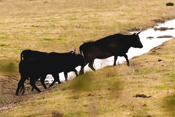 close-up of bulls in the Camargue