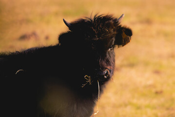 close-up of bulls in the Camargue