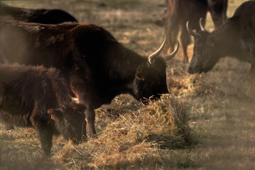 close-up of bulls in the Camargue