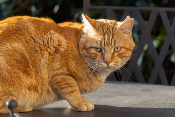 close-up of a cat in the Camargue