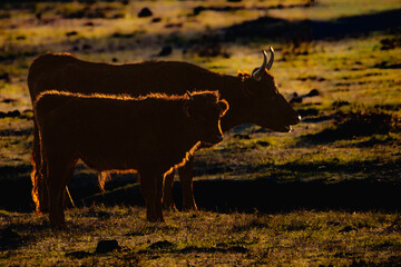 close-up of bulls in the Camargue