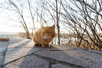 Ginger Cat Crouched On Riverfacing Wall At GoldenHour, Reflective Gaze Toward Water, Soft Backlight...