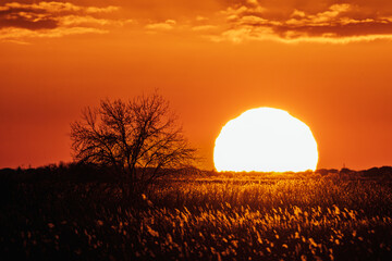 winter sunset in the Camargue