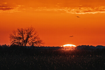 winter sunset in the Camargue