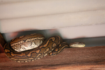 Snake relaxing under a corrugated roof in a local carpark. Resting carpet python, Byron Bay, New South Wales, Australia.