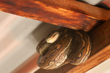 Snake relaxing under a corrugated roof in a local carpark. Resting carpet python, Byron Bay, New...